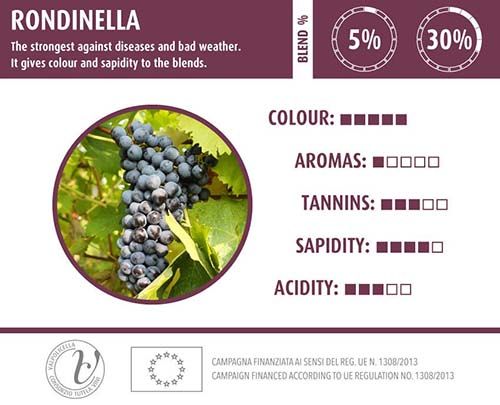 Rondinella – Giống Nho Lạ Dùng Để Sản Xuất Rượu Vang Ý!