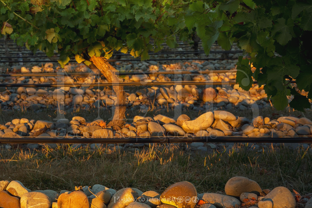 Rượu vang Stoneleigh Sauvignon Blanc Organic 2022